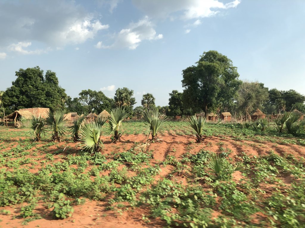Crops close to a village currently hosting refugees from the Central African Republic in the Logone Oriental ©REACH/2018